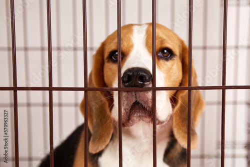 A beagle dog in an iron cage for pets. 