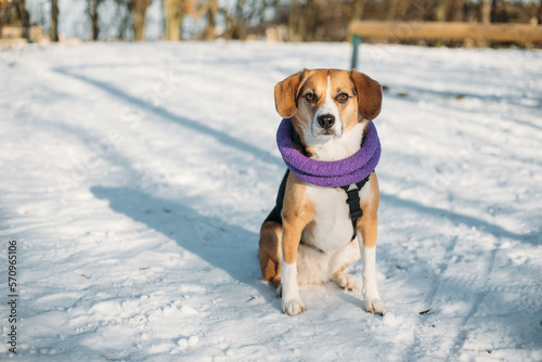 a cute beagle dog is having fun on a winter walk