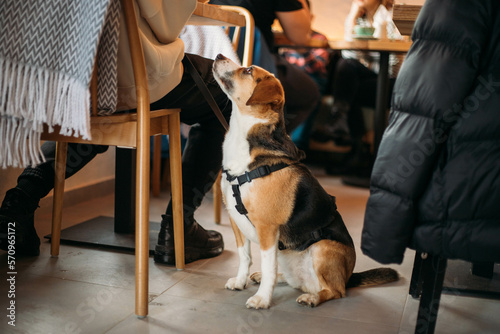 a cute dog sits at a table in a cafe