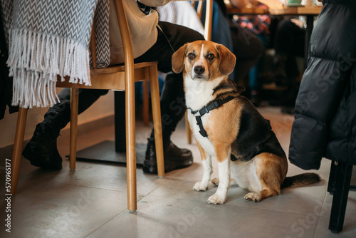 a cute dog sits at a table in a cafe