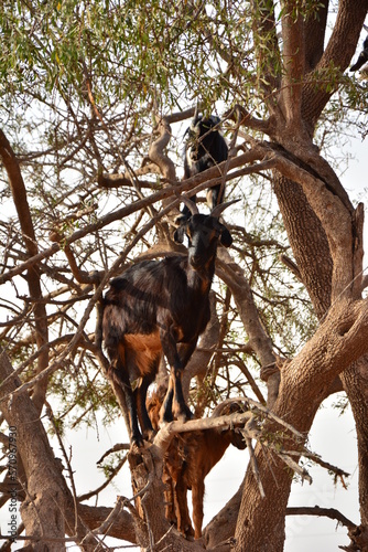 when you are standing on a tree the perspective of looking becomes different. goat