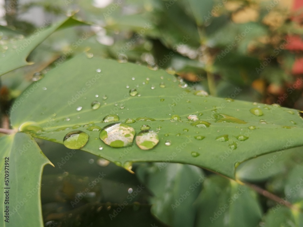 drops on the leaf drops on the leaf