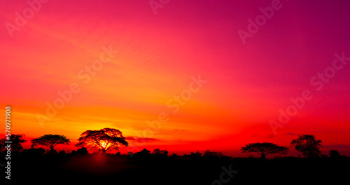 Fototapeta Naklejka Na Ścianę i Meble -  Amazing.dark tree on open field, dramatic sunset, typical African sunset with acacia tree in Masai Mara, Kenya.Panoramic African tree silhouette with sunset.On India.