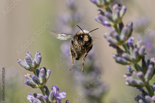 Buff-tailed bumblebee, bombus terrestris, collecting nectar pollen from flowering lavender plants photo