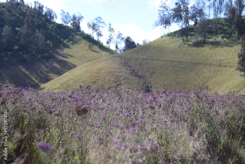 lavender flowers on Mount Semeru are so beautiful