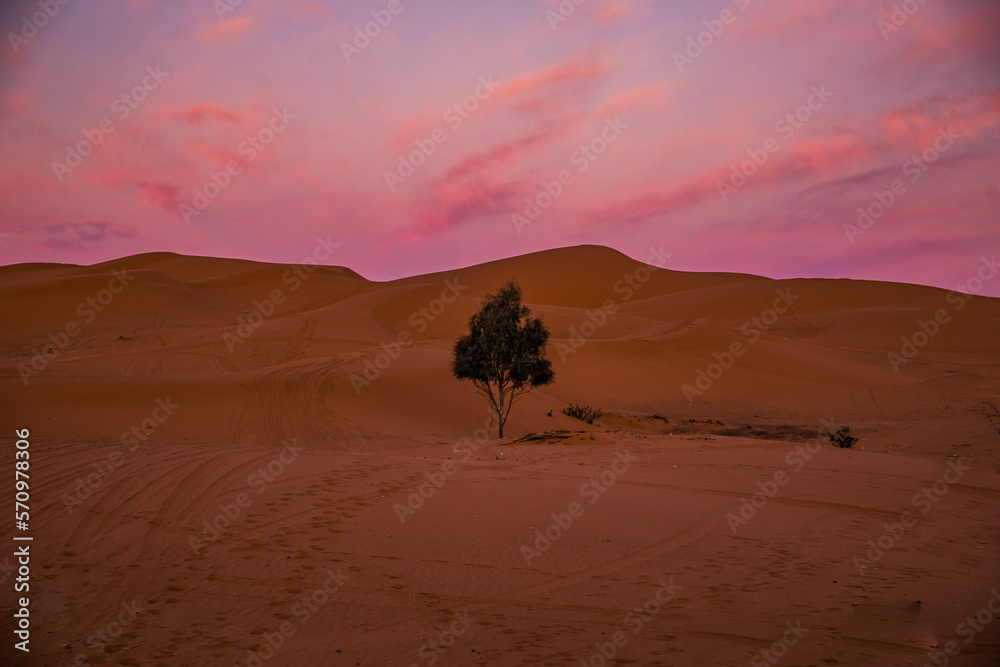 sahara, desert, landscape, natur, light, astronomy, camel