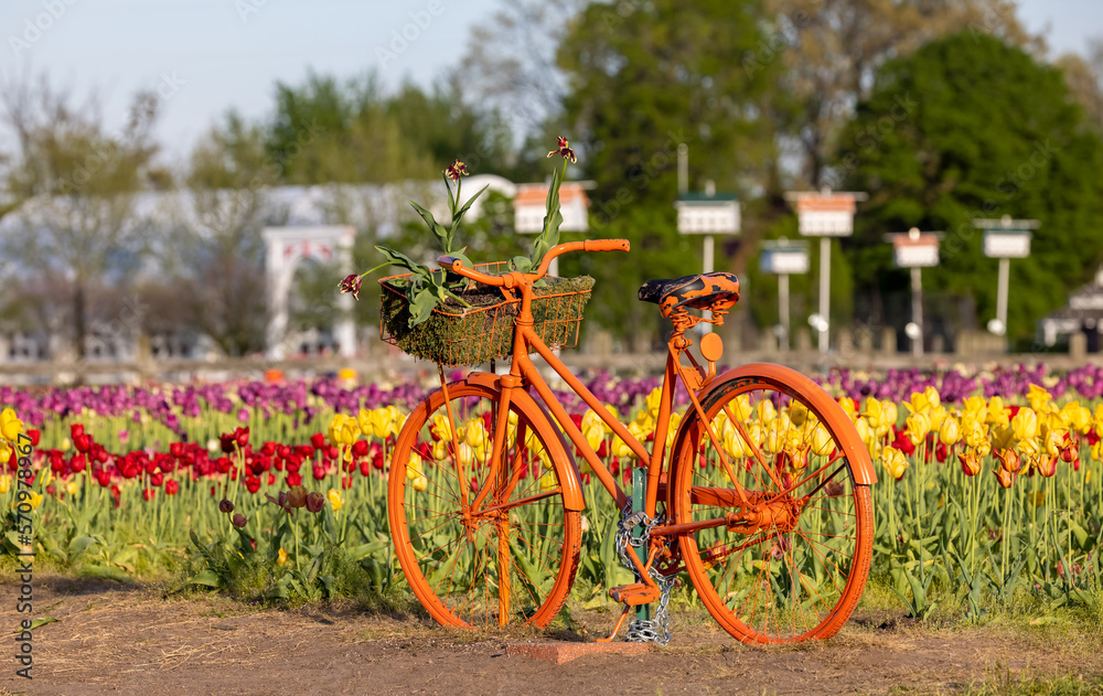 Orange bicycle at the Tulip field in Windmill island gardens in Holland Michigan.