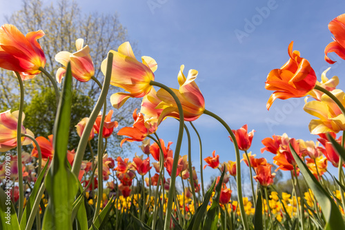 Colorful yellow and Orange color Tulip flowers against blue sky.