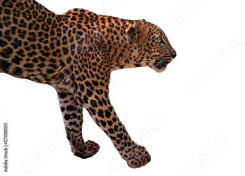 leopard in front of transparent background