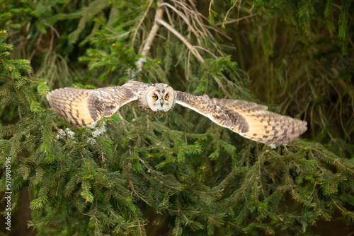 Long-eared owl fly with background light in a feather. Asio otus. Short time with frozen wings position. Wildlife scene from nature