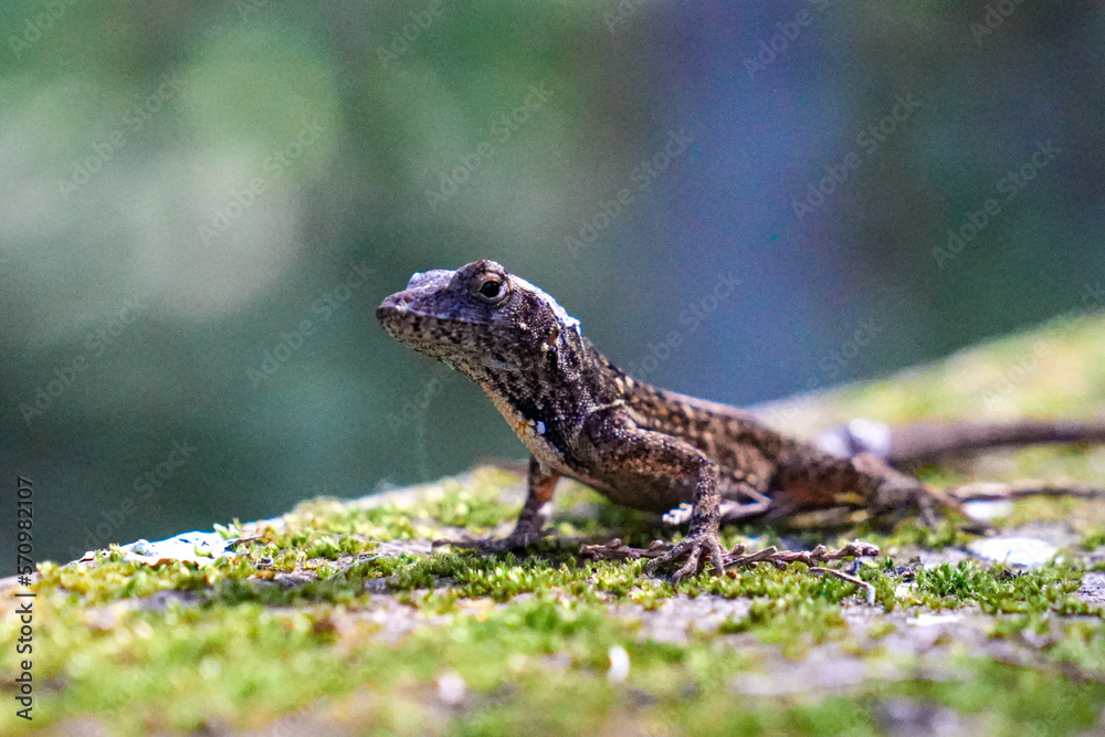 Obraz premium Florida lizard in the green background