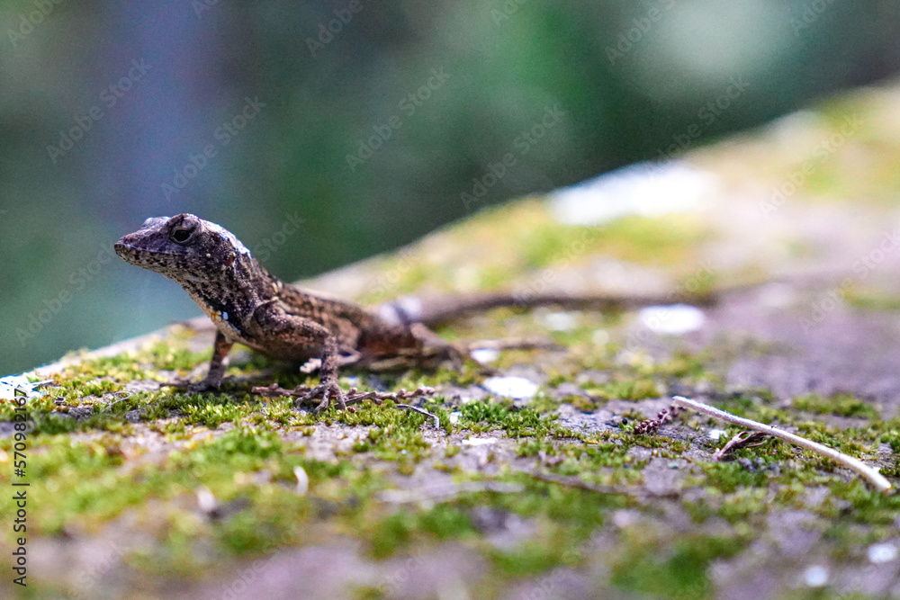 Florida lizard in the green background