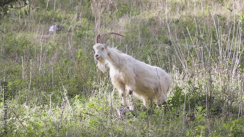 Lone billy goat surveys his territory
