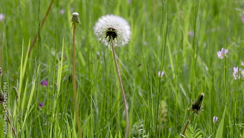 Dandelion seed head swaying in the summer breeze. photo