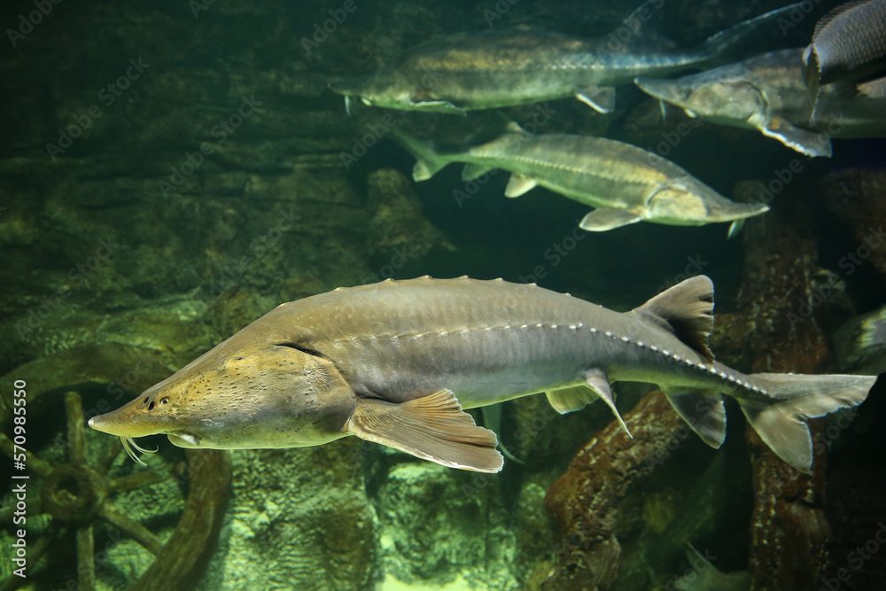 Fototapeta premium Sturgeon fish (kaluga, beluga) swim at the bottom of the aquarium. Fish underwater.