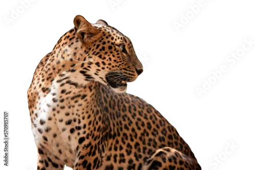 Fototapeta samoprzylepna leopard in front of white background