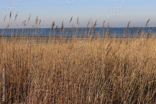 Das Wattenmeer