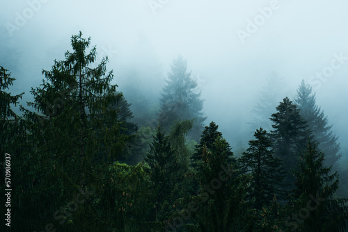 Moody atmosphere during a rainy and foggy day in the forest of Val di Genova, Trentino Alto Adige, Northern Italy