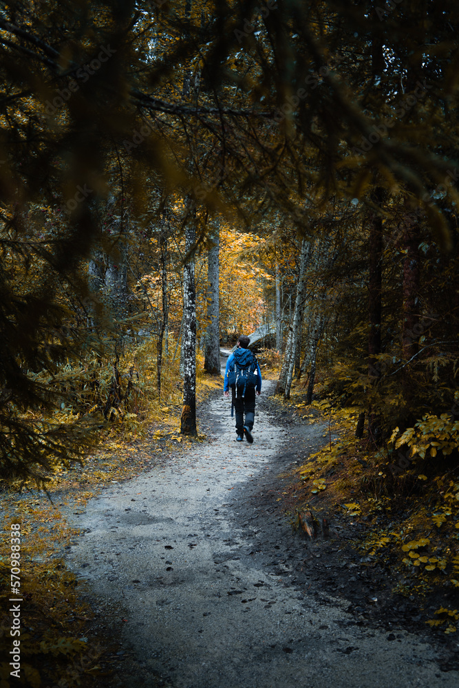 A solitary hiker is walking in the forest of Val di Genova during a rainy autumn day, Trentino Alto Adige, Northern Italy