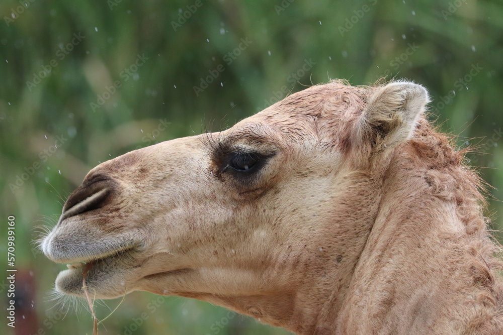 Fototapeta premium portrait of a camel
