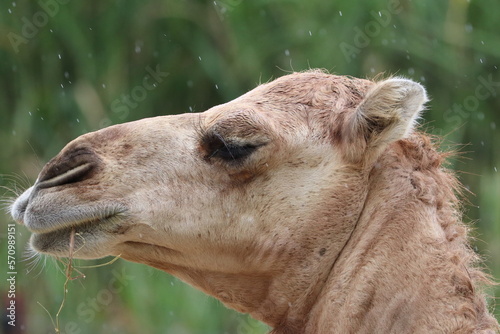 portrait of a camel