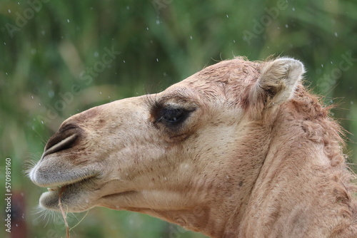 portrait of a camel