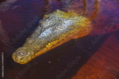 Alligator
