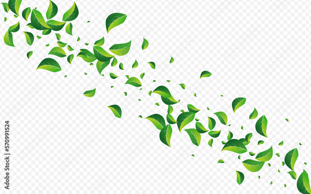 Olive Foliage Tree Vector Transparent Background. Olive Foliage Tree Vector Transparent Background.