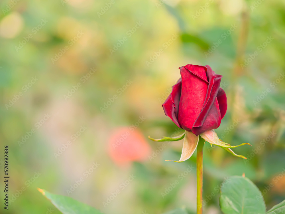 Closeup of vibrant one red rose flower with blurry bokeh garden or park background Closeup of vibrant one red rose flower with blurry bokeh garden or park background