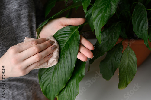 A woman wipes the leaves of a houseplant with a damp soft cloth. Houseplant care. Spathiphyllum. The concept of floriculture and plant growing, plant care, hobby.
