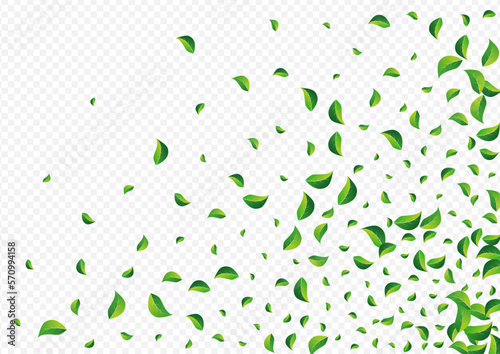 Olive Foliage Herbal Vector Transparent