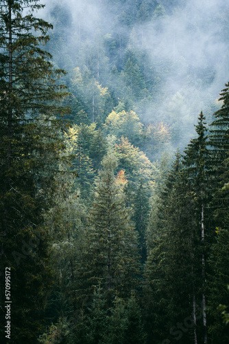 Moody atmosphere during a rainy and foggy day in the forest of Val di Genova  Trentino Alto Adige  Northern Italy