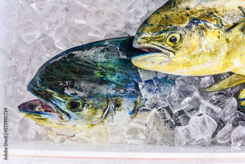 Mahi Mahi pair