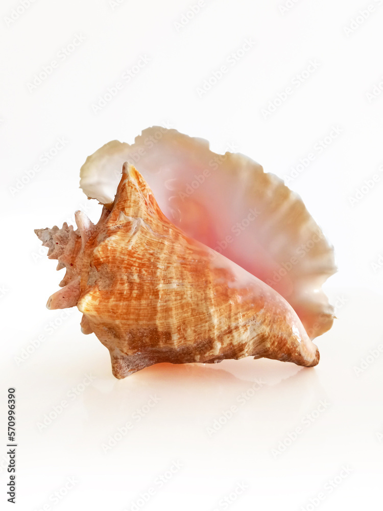large west indies lambi shell on a white background Spiral seashell taken closeup isolated on white background. Marine conch shell Close up. Decoration with natural marine motifs. large west indies lambi shell on a white background Spiral seashell taken closeup isolated on white background. Marine conch shell Close up. Decoration with natural marine motifs.