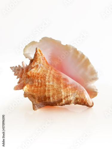 large west indies lambi shell on a white background Spiral seashell taken closeup isolated on white background. Marine conch shell Close up. Decoration with natural marine motifs.