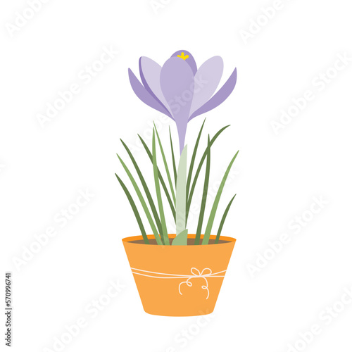 Crocus in a flower pot. Beautiful spring flower. Vector illustration.