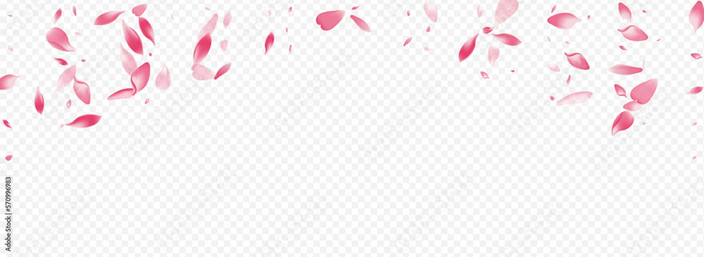 White Rosa Vector Panoramic Transparent