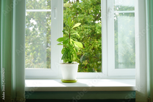 Milkweed flower on the window © Natalia