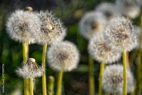 Pusteblume