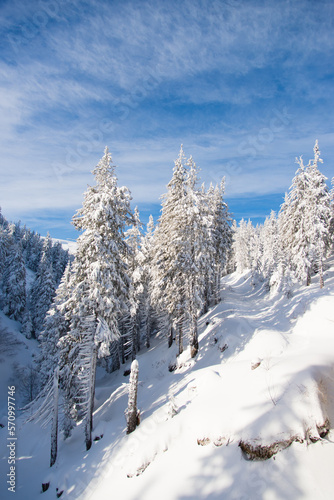 Snow covered trees in the mountains. Picturesque winter scene. Magic winter forest. Natural landscape with beautiful sky. Happy New Year!