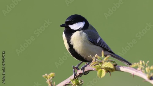 The great tit (Parus major)