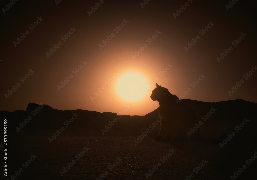 Cat contemplating live with the sunset.