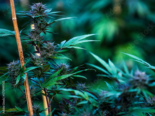 Cannabis