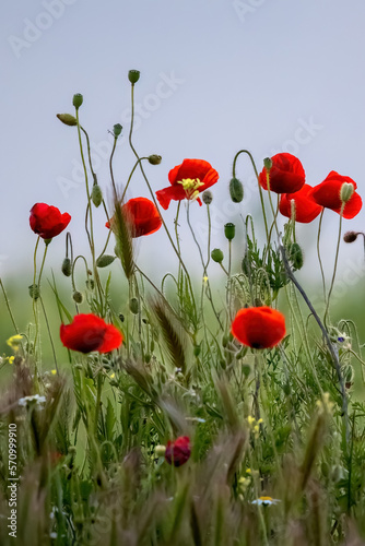 Papaveraceae or poppy family red flowers in the field painting effect for wallpaper. © Eleni Saitanidi