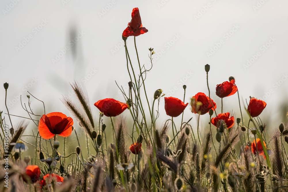 Naklejka premium Papaveraceae or poppy family red flowers in the field painting effect for wallpaper.