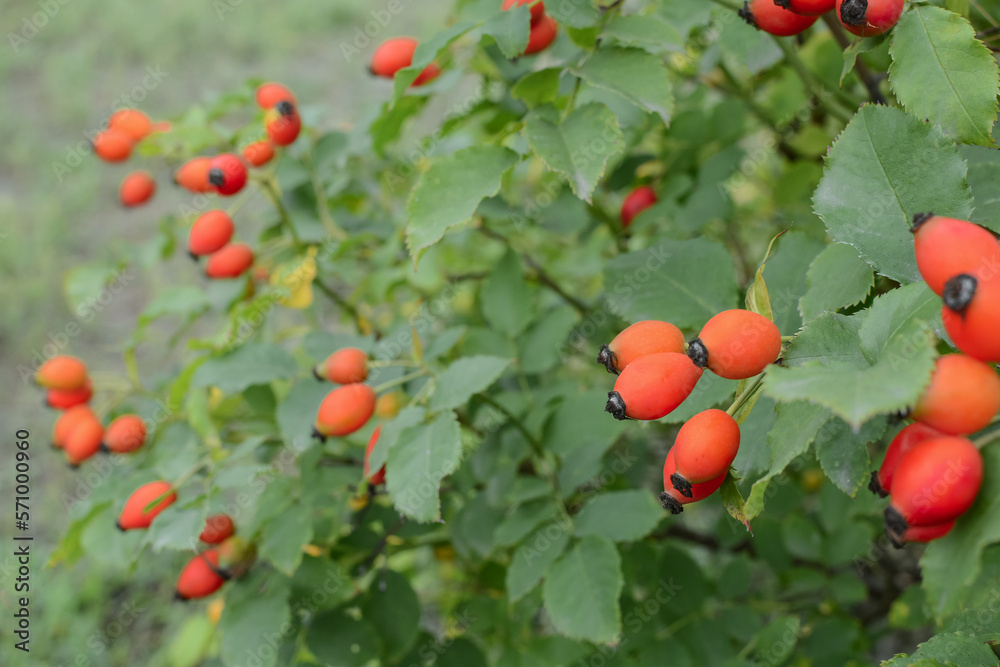 A close-up of a bush with rose hips. Rose hips (Rosa canina). Rosehip in nature. Natural background