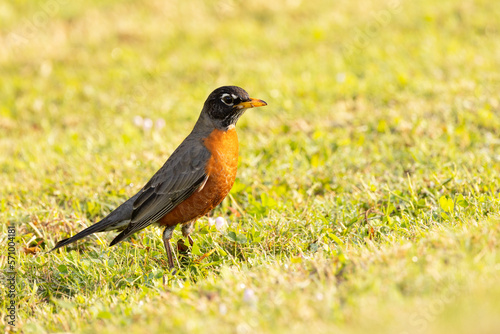 American robin (Turdus migratorius), a colorful migratory bird with a red / orange breast, in Sarasota County, Florida