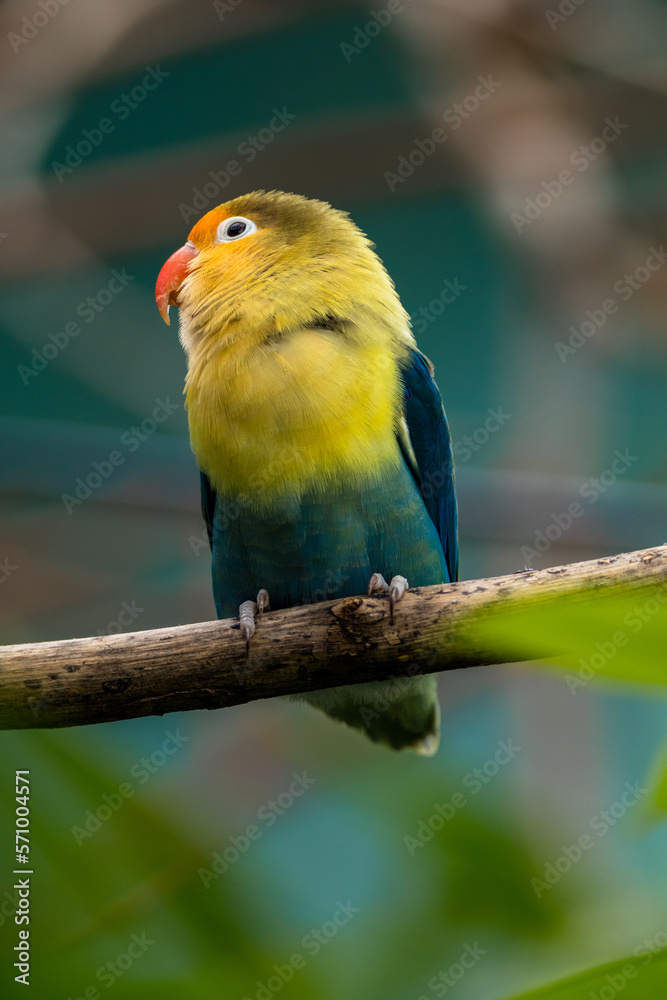 Naklejka premium Fischer's lovebird (Agapornis fischeri) is a small parrot species of the genus Agapornis