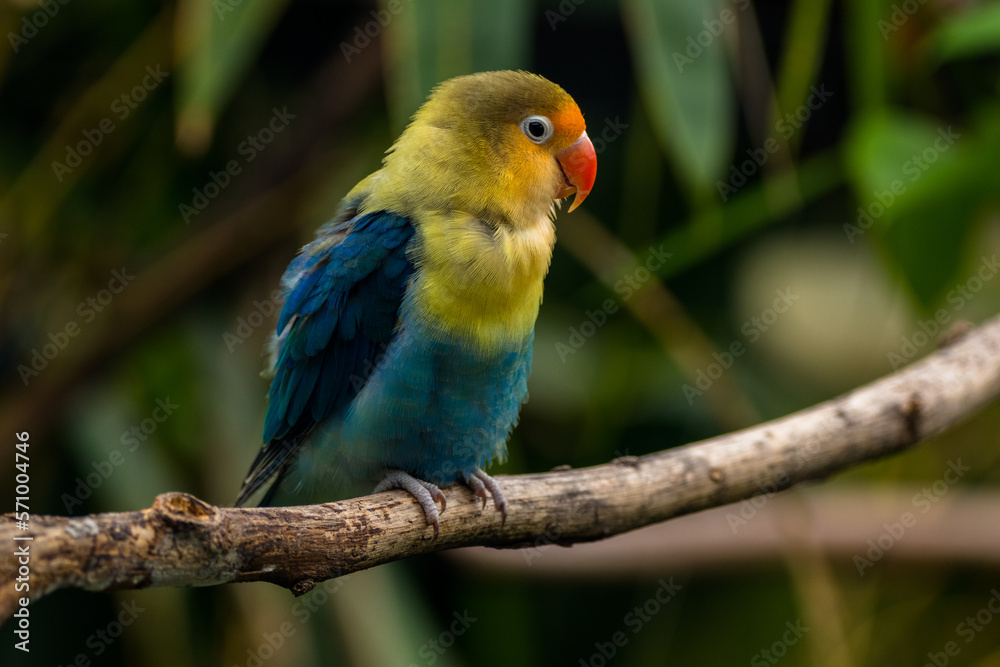 Fischer's lovebird (Agapornis fischeri) is a small parrot species of the genus Agapornis