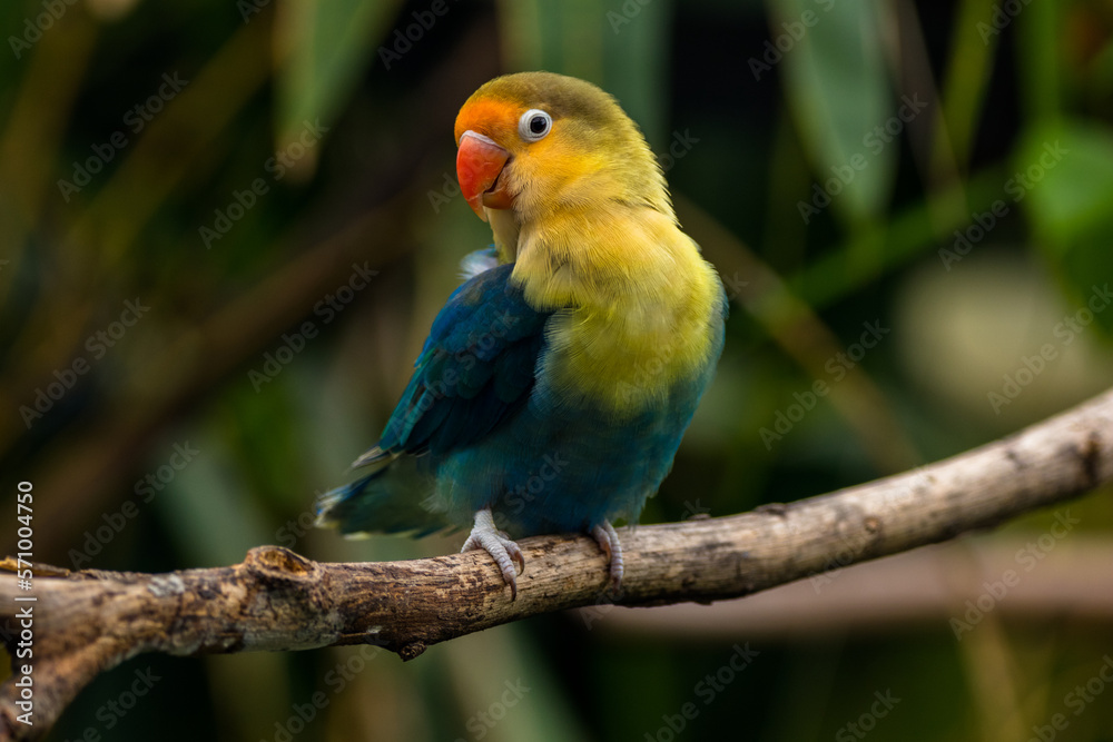 Fischer's lovebird (Agapornis fischeri) is a small parrot species of the genus Agapornis